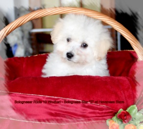 Bolognese Star at Havanese Stars - bichons