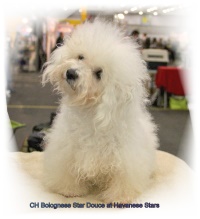 bichon Bolognais - Bolognese - Bolonais de l'Elevage Havanese Stars
