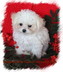 Bolognese Star Faye at Havanese Stars - Marguerite Seeberger