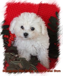 Bolognese Star Finlay at Havanese Stars - Marguerite Seeberger