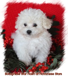 Bolognese Star Flash at Havanese Stars - Marguerite Seeberger