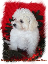 Bolognese Star Flavie at Havanese Stars - Marguerite Seeberger