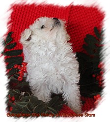 Bolognese Star Finlay at Havanese Stars - Bologneser Marguerite Seeberger
