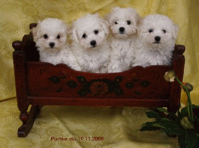 Bolognese Stars "B" at Havanese Stars  Marguerite Seeberger