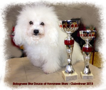 Bolognese Star Douce at Havanese Stars - bichon bolonais - Bologneser - Bolognese