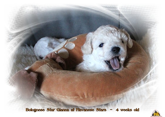 Bolognese puppy, Bologneser Welpen, chiots bichons bolonais, Marguerite Seeberger