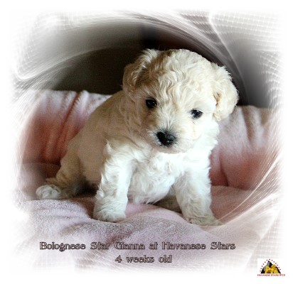 Bolognese, Bologneser, Bolonais, Bichons Bolognais at Havanese Stars