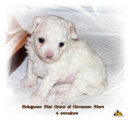Boloneser - Bologneser, Bolognese, Bolonais, Bolognese breed Marguerite Seeberger