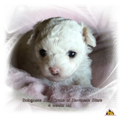 Bichon Bolonais - Bolognese - Bologneser - Havanese Stars - Marguerite Seeberger
