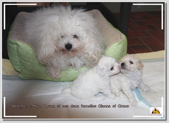 Bolognese puppies, Bologneser Welpen, bichons Bolonais, M. Seeberger