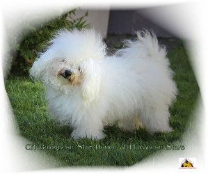 Mult-championne Bolognese Star Douce at Havanese Stars - Marguerite Seeberger