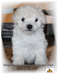 Bolognese Star Gianna at Havanese Stars - 6 semaines
