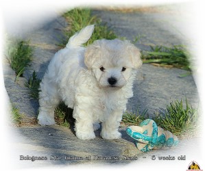 Bolognese Star Gianna at Havanese Stars - 6 semaines