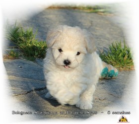 Bolognese Star Gianna at Havanese Stars - Marguerite Seeberger