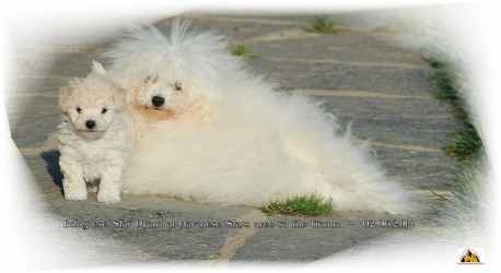Bolognese Star Dyana avec sa fille Gianna - at Havanese Stars