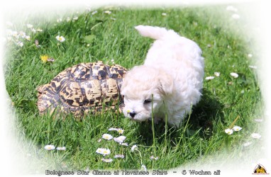 Bolognese Star Gianna at Havanese Stars avec tortue au jardin