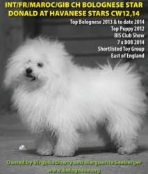 Bolognese Star Donald at Havanese Stars - bichon Bolognese