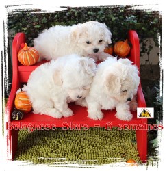 bichons bolonais de 6 semaines - Elevage Havanese Stars - M. Seeberger
