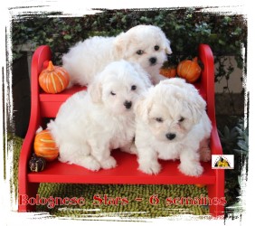 chiots bichon Bolognese at Havanese Stars - M. Seeberger