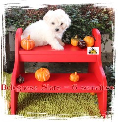 Bichon bolonais Hank at Havanese Stars - M. Seeberger Switzerland
