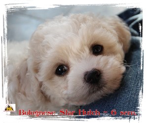 Bolognese Star Hutch at Havanese Stars - M. Seeberger