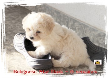 Bolognese Star Hank at Havanese Stars - M. Seeberger