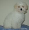 Bolognais Daphn, 3,5 mois