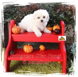 Bolognese Star Hongi at Havanese Stars - M. Seeberger