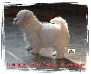 Bolognese Star Hank at Havanese Stars - M. Seeberger Switzerland