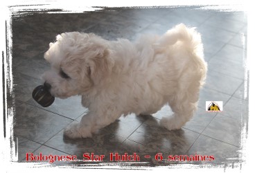 Bolognese Star Hutch at Havanese Stars - M. Seeberger
