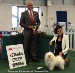 Multi CH Bolognese Star Audrey at Havanese Star owner Virginia Dowty, Isle of Man