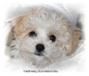 bichon bolognese Nathaly Lumatomio owner Marguerite Seeberger