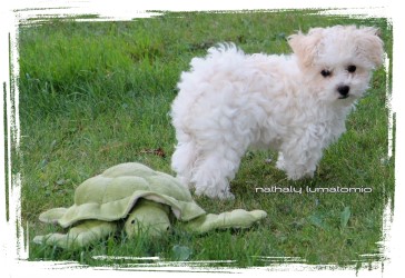 Bolognese puppy Nathaly Lumatomio - owner Marguerite Seeberger Havanese Stars Kennel