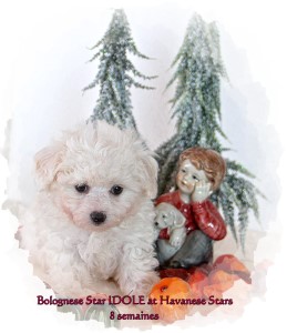 chiot mle Bolonais 7,5 semaines Bolognese Star Idole at Havanese Stars