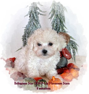 Bolognese Star Irmin Bolognese Bolonais chiot 8 semaines at Havanese Stars