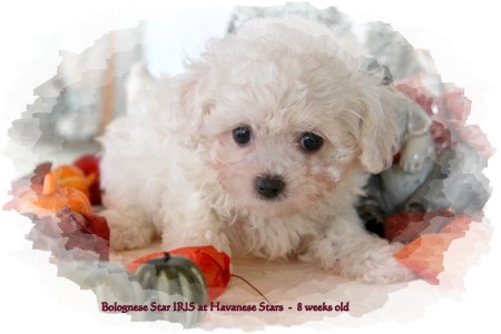 female bolognese Iris at Havanese Stars