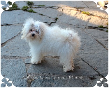 Nathalie Luma Tomio bichon bolognese at Havanese Stars