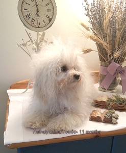 Bologneser Weibchen bichon bolonais femelle Havanese Stars Bolognese puppy