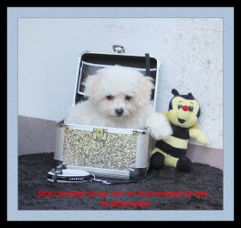 bichon bolonais - bologneser - boloneser - bolognese Star at Havanese Stars