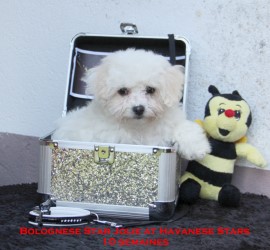 Bologneser Welpe Bolognese at Havanese Stars bichon Bolonais