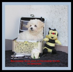 bichon bolonais - bologneser - Bolognese at Havanese Stars