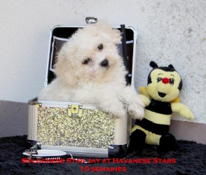 bolognese Star at Havanese Stars Jay