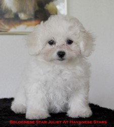 Bolognese Star Juliet at Havanese Stars