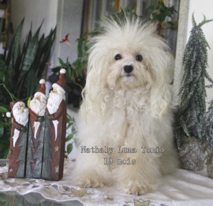 Bolognese bichon Nathaly / Elevage Havanese Stars - M. Seeberger