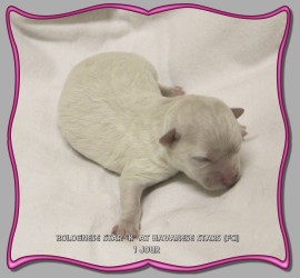 Bichon bolonais chiot 1 jour at Havanese Stars