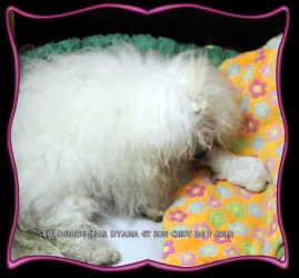 Bolognese Star Dyana at Havanese Stars avec son chiot de 1 jour