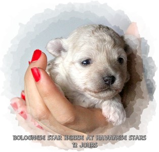 Chiot bichon Bolonais 10 jours Kerrie at Havanese Stars