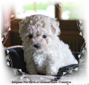 Bolognese female 5 weeks old Havanese Stars  Marguerite Seeberger