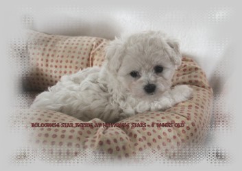 bichon bolognese at Havanese Stars - Marguerite Seeberger
