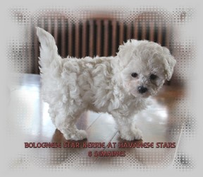 bichon bolonais - bolognais - bolognese at Havanese Stars Marguerite Seeberger